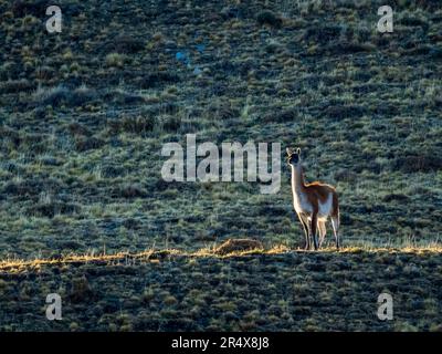 Sentry on the look out, a guanaco (Lama guanicoe) standing guard overlooking the landscape and watching for predators at twilight Stock Photo