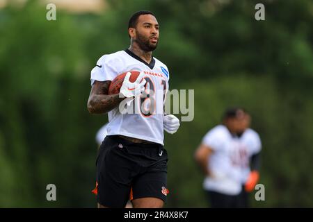 Cincinnati Bengals tight end Irv Smith Jr. (81) makes a catch during  practice at the team's NFL football training facility, Tuesday, June 6,  2023, in Cincinnati. (AP Photo/Jeff Dean Stock Photo - Alamy