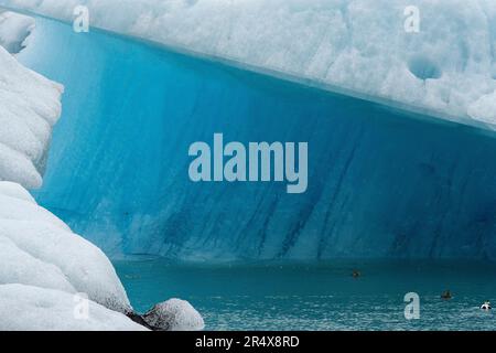 Ducks swim in the glacial waters of the Jökulsárlón Glacier Lagoon next to beautiful icebergs and amazing, blue ice shapes, located at the south en... Stock Photo