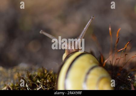 macro shot of a snail with a shell from behind Stock Photo
