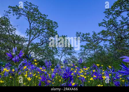 Camas flowers, Garry Oak meadow, Uplands Park, Oak Bay, British Columbia, Canada Stock Photo