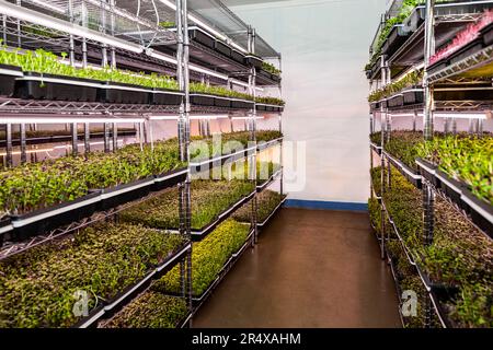 Microgreens growing in trays under lights; Edmonton, Alberta, Canada Stock Photo