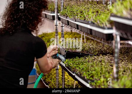 Female worker watering trays of microgreens growing in trays under lights; Edmonton, Alberta, Canada Stock Photo