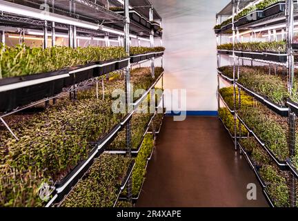 Microgreens growing in trays under lights; Edmonton, Alberta, Canada Stock Photo