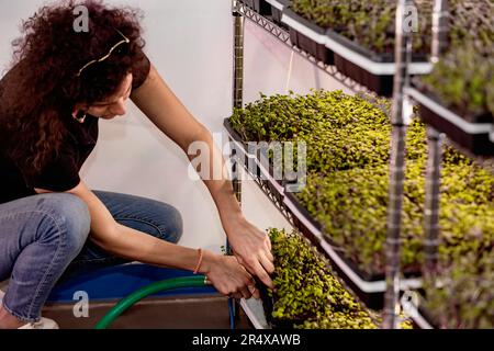 Female worker watering trays of microgreens growing in trays under lights; Edmonton, Alberta, Canada Stock Photo