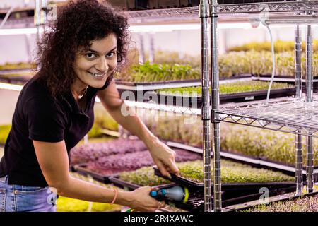 Female worker watering trays of microgreens growing in trays under lights; Edmonton, Alberta, Canada Stock Photo