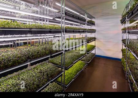 Abundance of microgreens growing under lights on an urban farm; Edmonton, Alberta, Canada Stock Photo