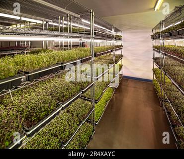 Abundance of microgreens growing under lights on an urban farm; Edmonton, Alberta, Canada Stock Photo