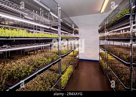 Abundance of microgreens growing under lights on an urban farm; Edmonton, Alberta, Canada Stock Photo