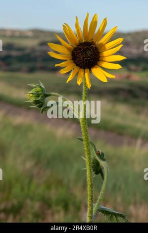 A prairie sunflower (Helianthus petiolaris) on the high plains of Colorado, next to the Rockies.  With bee and ladybugs. Stock Photo