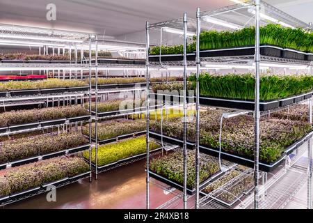 Abundance of microgreens growing under lights on an urban farm; Edmonton, Alberta, Canada Stock Photo