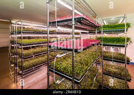 Abundance of microgreens growing under lights on an urban farm; Edmonton, Alberta, Canada Stock Photo