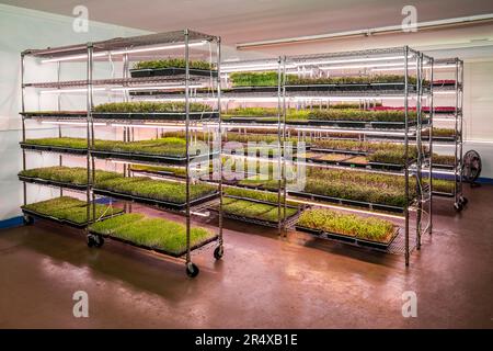 Abundance of microgreens growing under lights on an urban farm; Edmonton, Alberta, Canada Stock Photo