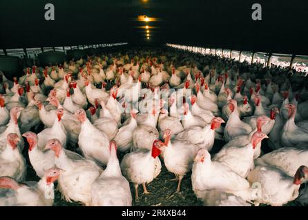 Free range (uncaged) chickens in a chicken house; Syracuse, New York, United States of America Stock Photo