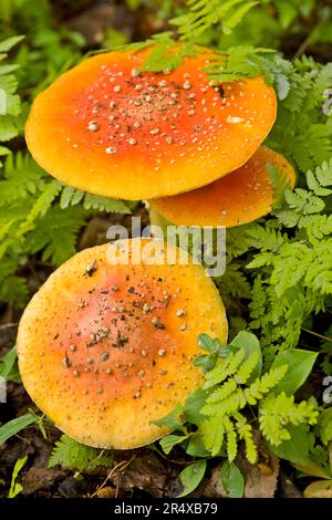 Amanita muscaria mushrooms in a bed of ferns in the Alaska Botanical Garden; Anchorage, Alaska, United States of America Stock Photo