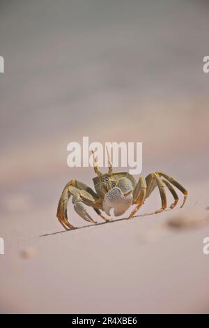 Horned ghost crab (Ocypode ceratophthalmus) on the beach; Seychelles Stock Photo