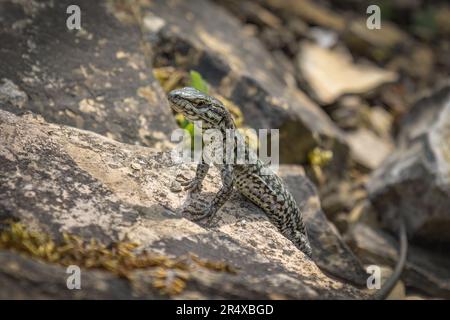 The common wall lizard bathing in the sun on a piece of rock, photo taken in Germany near the city of Osnabruck Stock Photo