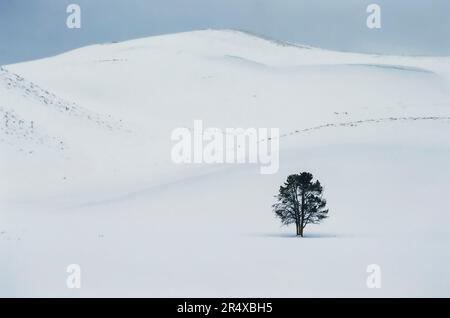 Winter landscape with a lone tree in Yellowstone National Park, Wyoming, USA; Wyoming, United States of America Stock Photo