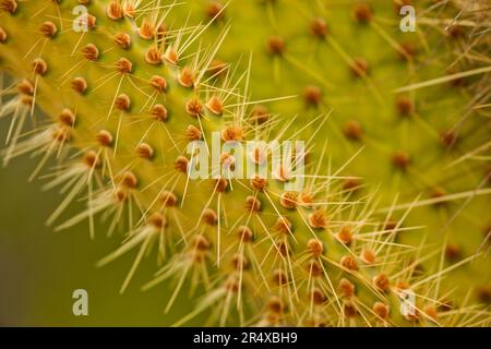 Close view of the spines on a cactus; Galapagos Islands, Ecuador Stock Photo