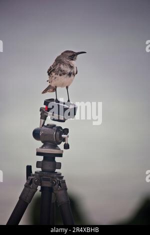 Small bird standing on the photographer's tripod; Espanola Island, Galapagos Islands, Ecuador Stock Photo