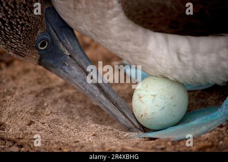Galapagos Blue-footed booby's egg (Sula nebouxii excisa) protected between her blue feet; Espanola Island, Galapagos Islands, Ecuador Stock Photo