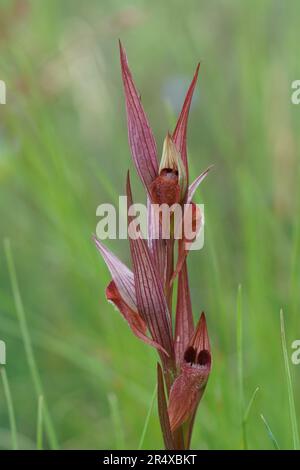 Vertical closeup on the red c olored Long-lipped tongue orchis, Serapias vomeracea against a green natural blurred background Stock Photo