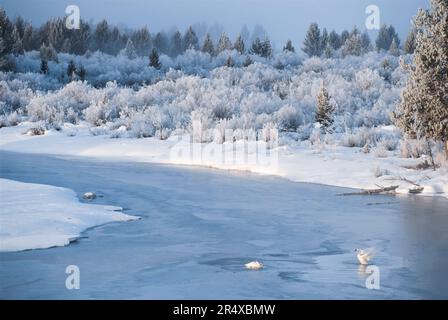 Trumpeter swans (Cygnus buccinator) on the frozen Madison River in Yellowstone National Park, USA; United States of America Stock Photo