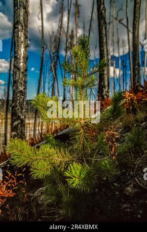 New growth after the forest fire of 1988, near Grand Prismatic spring, Midway Geyser Basin, Yellowstone National Park, Wyoming, USA Stock Photo