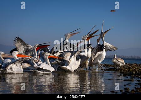 Dalmatian pelicans (Pelecanus crispus) stretch to catch fish at waterside; Central Macedonia, Greece Stock Photo