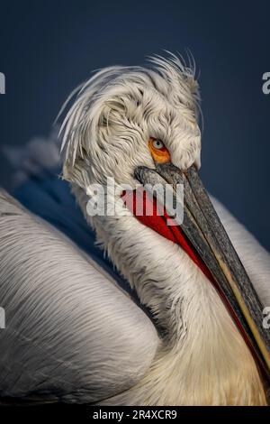 Close-up of Dalmatian pelican (Pelecanus crispus) floating in lake; Central Macedonia, Greece Stock Photo