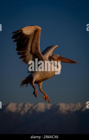 Dalmatian pelican (Pelecanus crispus) comes in to land out of a clear, blue sky above distant, snow-capped mountains; Central Macedonia, Greece Stock Photo