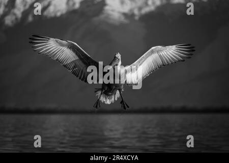 Black and white image of a Dalmatian pelican (Pelecanus crispus) spreading wings while landing on lake; Central Macedonia, Greece Stock Photo