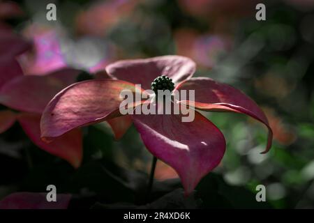 Pink Flowering Dogwood (Cornus florida var. rubra) in a botanical garden; Annapolis Royal, Nova Scotia, Canada Stock Photo