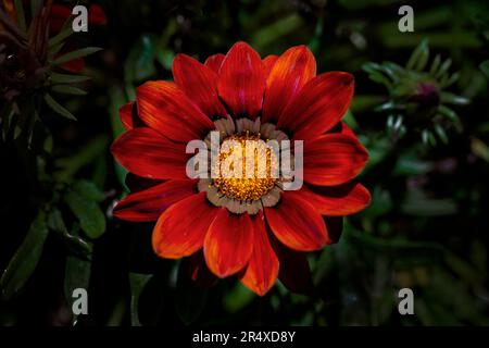 Beautiful red blossom in a botanical garden; Annapolis Royal, Nova Scotia, Canada Stock Photo