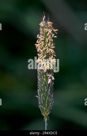 Flowering wildflower in a field with blurred background; Nova Scotia, Canada Stock Photo