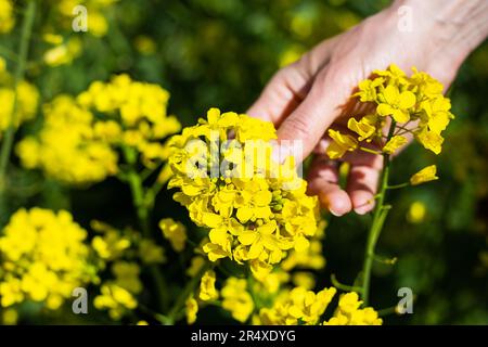 A farmer checks the harvest of a rapeseed field. rural state. Biofuel concept Stock Photo