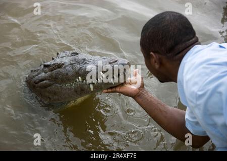 Tour guide scratches the chin of a crocodile in the Black River, Jamaica; Bluefields, Jamaica, West Indies Stock Photo