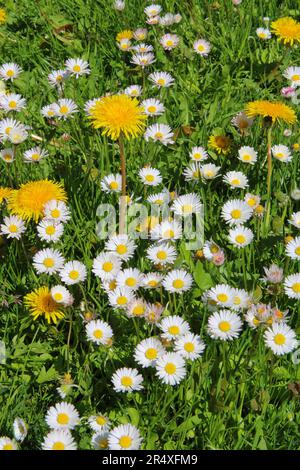 The picture was taken in the spring in Germany. The photograph shows the field of daisies and dandelions on a grassy meadow. Stock Photo