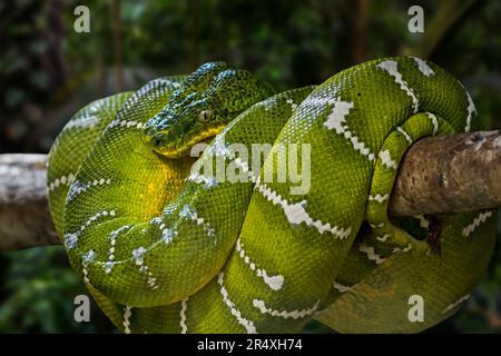 Emerald tree boa (Corallus caninus) curled up in tree, non-venomous tropical snake species native to the rainforests of South America Stock Photo
