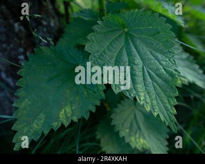 Common nettle bush outdoors. Urtica dioica. Stinging nettle plant. Herbal medicine concept. Foliage green background. Leaves pattern. photo Stock Photo