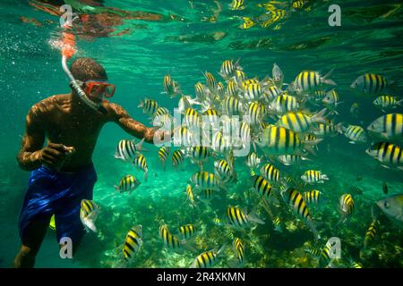 Tourist snorkeling among Sergeant major fish (Abudefduf saxatilis); Long Bay, Jamaica Stock Photo