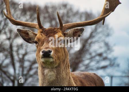Some fallow deer in the autumn and winter season Stock Photo