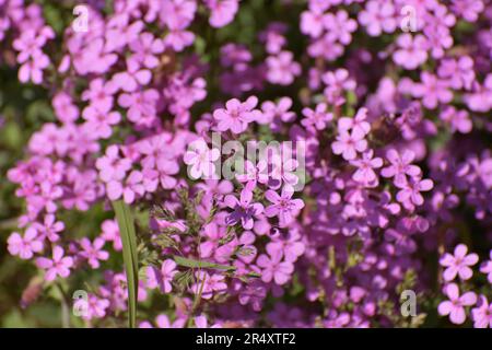 pink abundantly blooming Saponaria ocymoides Stock Photo