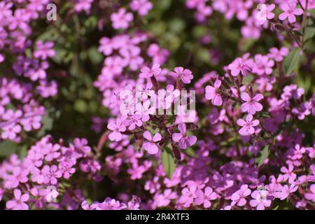 pink abundantly blooming Saponaria ocymoides Stock Photo