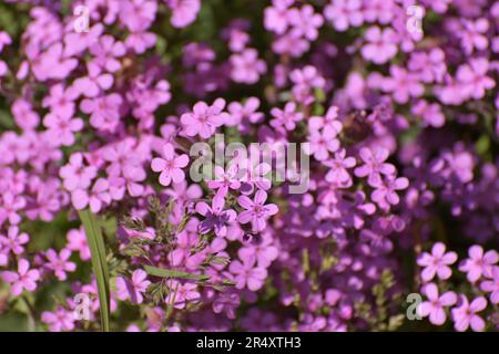 pink abundantly blooming Saponaria ocymoides Stock Photo