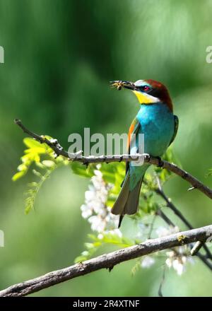A close-up profile of an European bee-eater (Merops Apiaster) with a bee in its beak, sitting on a twig, lush green background, vertical, copy space Stock Photo