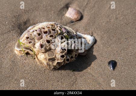 Close-up of a shell on a sandy beach Stock Photo
