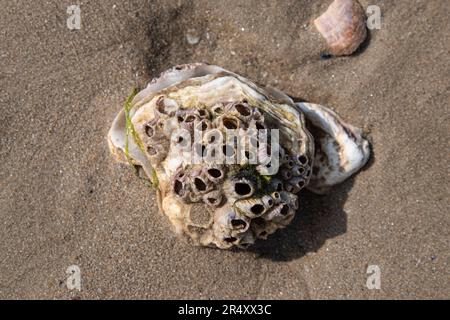 Close-up of a shell on a sandy beach Stock Photo