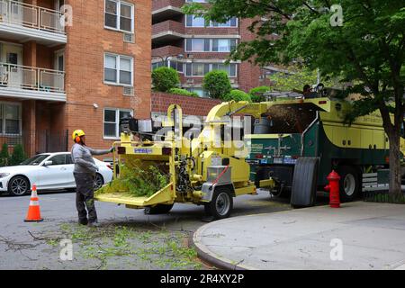 A worker operates a Bandit Intimidator 15XP diesel woodchipper feeding small branches producing nutritious ramial chipped wood for mulching. Stock Photo