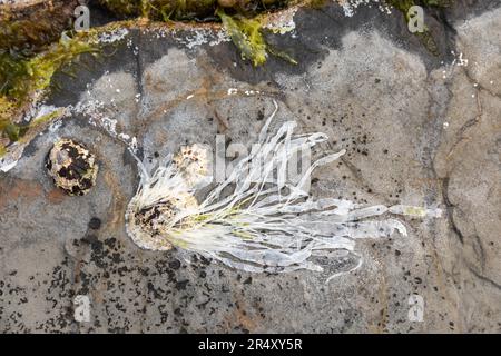 White seaweed attached to a shell at low tide, Kimmeridge Bay,  Jurassic coast, Dorset, England, UK Stock Photo
